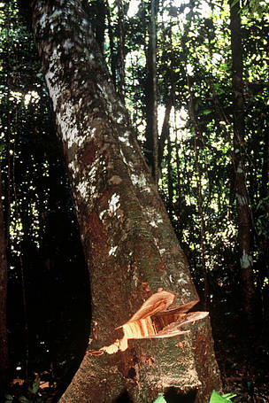 Para onde vai a madeira que é extraída da Amazônia? Novo sistema busca responder a esta pergunta