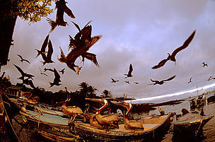 Fragata-comuns e pelicanos marrons voam em Puerto Ayora, Santa Cruz Island, Galapagos, no Equador.
