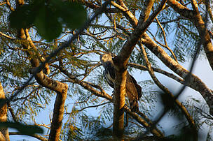 Harpia (Harpia harpyja) em uma árvore. Parque Nacional Juruena, Brasil.