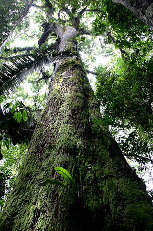 Brazil nut trees commonly grow to a heights of over 30 metres with trunks of 1 to 2 metres in diameter (One of the tallest trees in the Amazon).