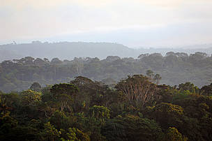 Ministros amazônicos manifestam interesse na conservação integrada da região em Nagoia