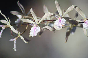 Orquídea (Encyclia sp.), na expedição ao Juruena-Apuí, Amazonas, Brasil.