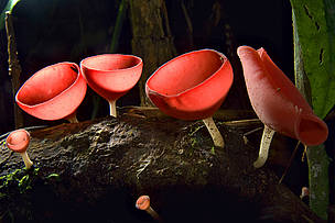 Cogumelos, expedição ao Parque Nacional do Juruena, segunda fase, Mato Grosso, Brasil.