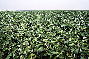 Folhas de soja (Glycine max) em uma grande plantação na região de Rondonópolis, Mato Grosso.