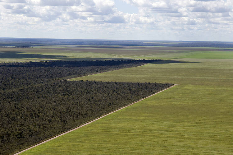  Limite entre área de vegetação nativa do Cerrado e desmatamento 