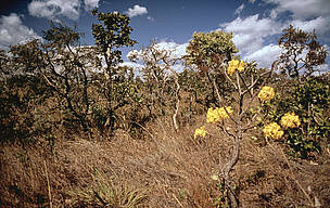 More open Cerrado habitat, showing flowering Ipe tree in the Pirenopolis area, Cerrado, Brazil.