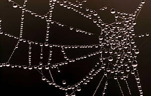 Gotas de água em uma teia de aranha.