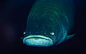 Pirarucu (Arapaima gigas), um dos maiores peixes de água doce no planeta.