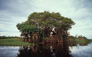 Flora da Amazônia 