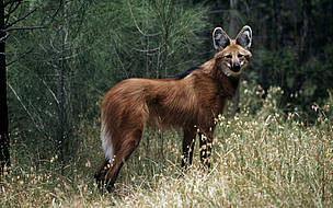 Lobo-guará (Chrysocyon brachyurus), espécie ameaçada de extinção.