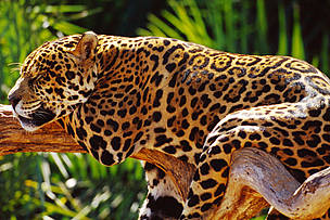 Onça dormindo em um galho de árvore 
© Michel Gunther / WWF