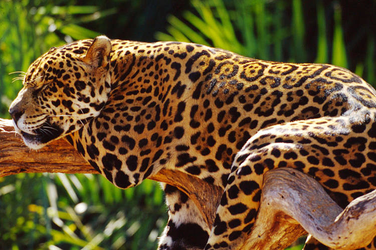  A onça-pintada é um dos animais brasileiros ameaçados de extinção. No ano da biodiversidade, a proteção das espécies é prioridade. 