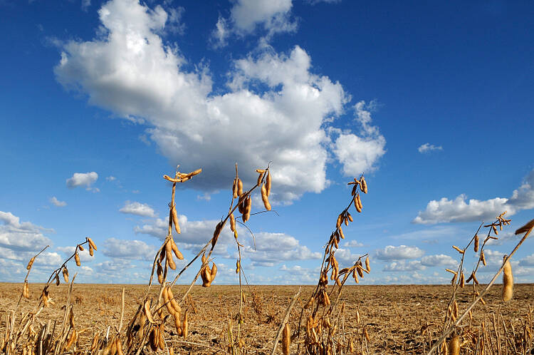 Most of the profit from soybean production in Brazil goes abroad