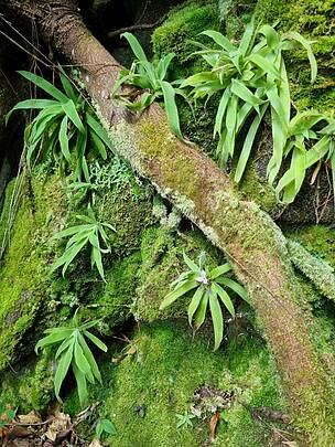 A descoberta se soma a diversos outros achados recentes e fantásticos realizados no leste de Minas Gerais, que consolidam a região como uma das últimas fronteiras do conhecimento botânico no leste do Brasi