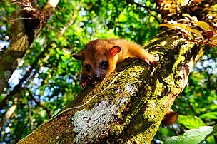  Jupará (Potos flavus), mamífero presente na Amazônia brasileira, ...